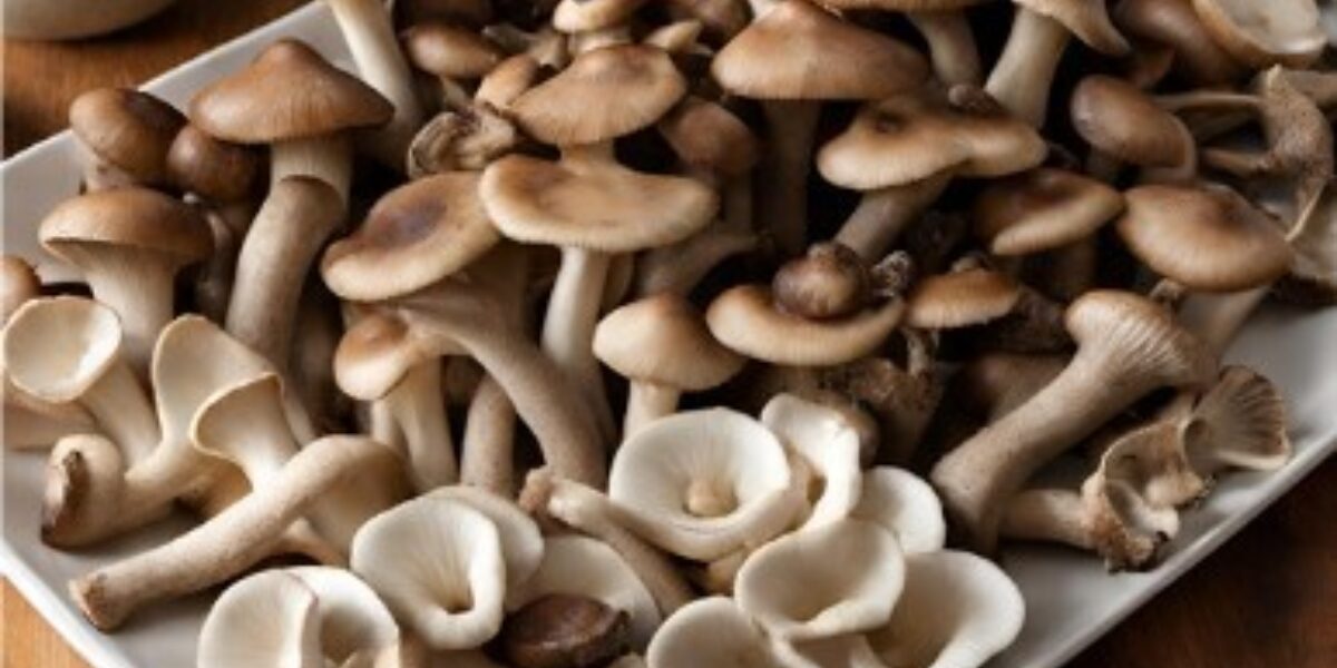 FoF Mushrooms