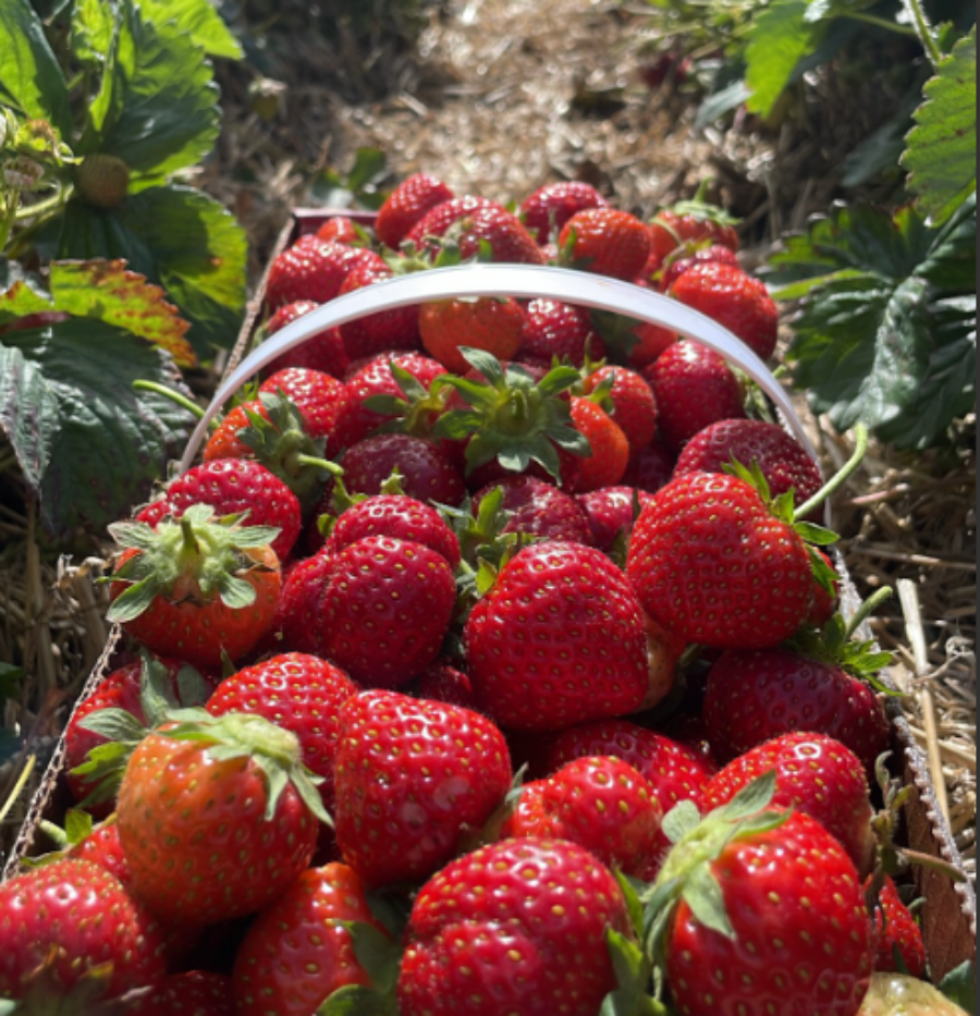 strawberry box