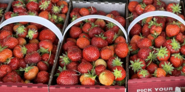 strawberry boxes